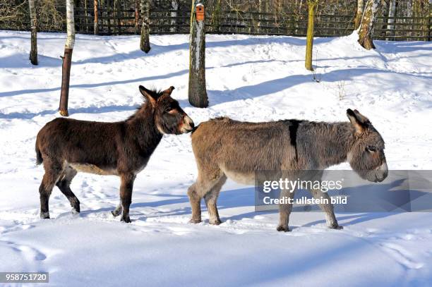 Zwei Esel braun und grau spielen miteinander im Schnee