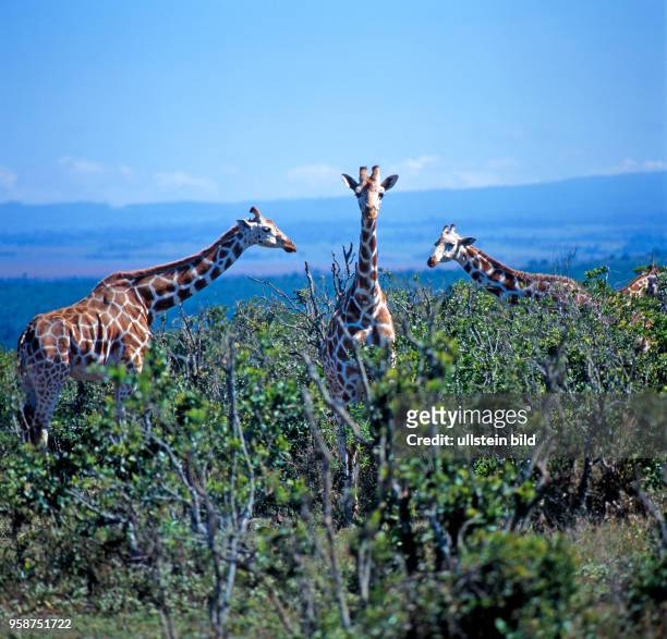 Eine Gruppe seltener Netzgiraffen mit markantem Fellmuster, Giraffa camelopardalis reticulata, weidet in den Bueschen des Aberdare Nationalparks in...