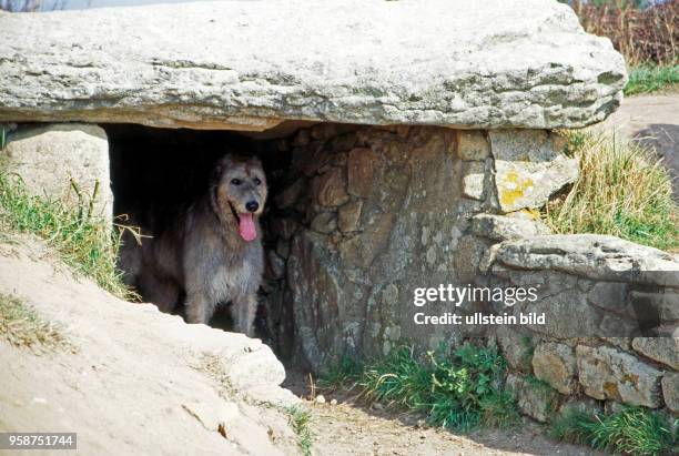 Irischer Wolfshund bewacht den Eingang zur megalithischen Grabkammer, Dolmen des Pierres Plates, in Locmariaquer in der Bretagne