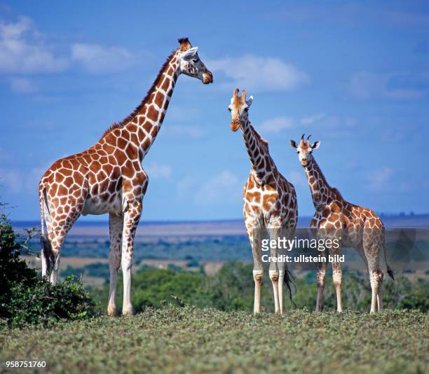 Eine Gruppe seltener Netzgiraffen mit markantem Fellmuster, Giraffa camelopardalis reticulata, in der Savanne des Aberdare Nationalparks in Kenia
