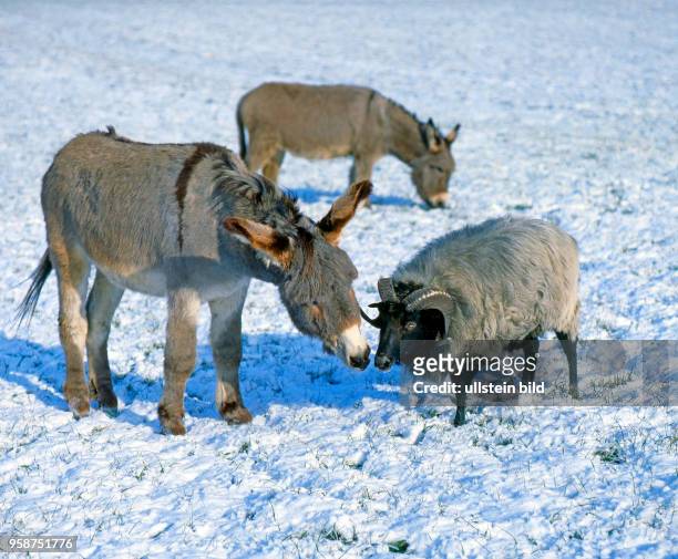 Zwei Esel und ein Heidschnuckenbock in friedlicher Weidegemeinschaft auf verschneitem Feld