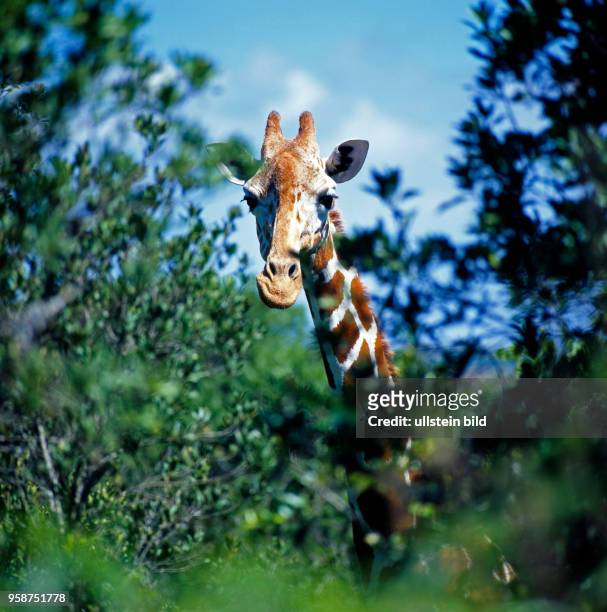 Netzgiraffe mit markantem Fellmuster, Giraffa camelopardalis reticulata, aeugt durch die Buesche des Aberdare Nationalparks in Kenia