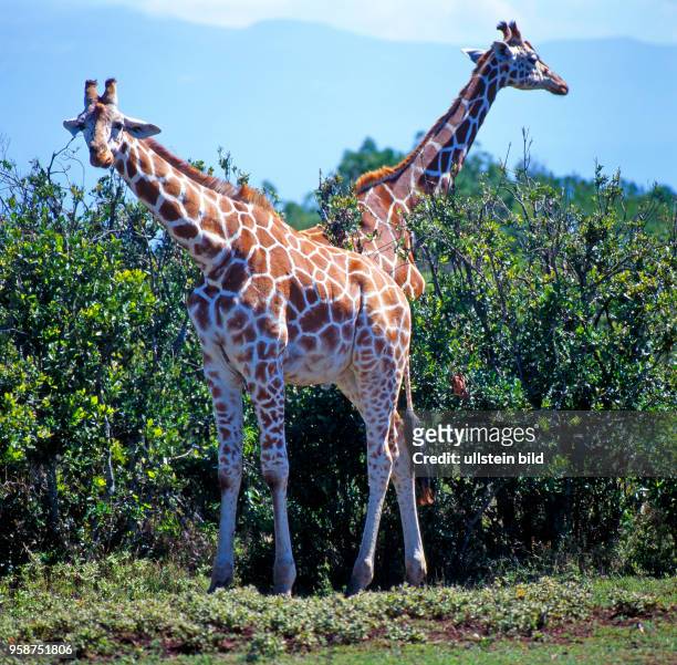 Zwei Netzgiraffen mit markantem Fellmuster, Giraffa camelopardalis reticulata, weiden in den Bueschen des Aberdare Nationalparks in Kenia