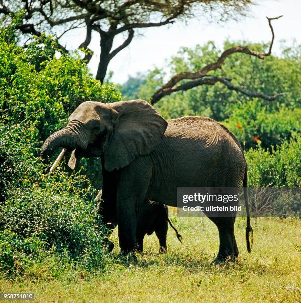 Afrikanische Elefanten, Kuh mit Kalb, bei der Nahrungsaufnahme im Galeriewald am Rift Valley in Tansania