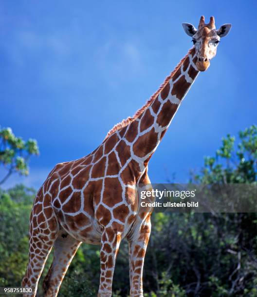 Netzgiraffe mit markantem Fellmuster, Giraffa camelopardalis reticulata, ueberragt die Buesche des Aberdare Nationalparks in Kenia