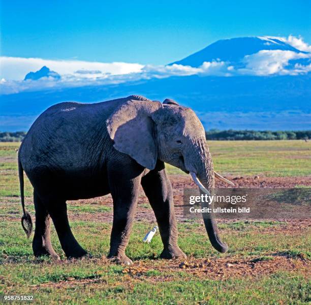 Junger Elefant grast in der Grosswildlandschaft des Amboseli Nationalparks vor der atemberaubenden Vulkankulisse des Kilimandscharos in Kenia