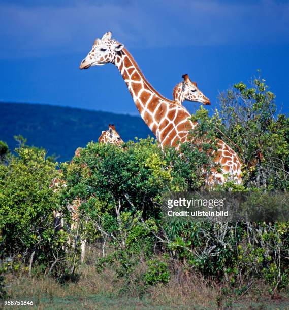 Eine Gruppe seltener Netzgiraffen mit markantem Fellmuster, Giraffa camelopardalis reticulata, weidet in den Bueschen des Aberdare Nationalparks in...