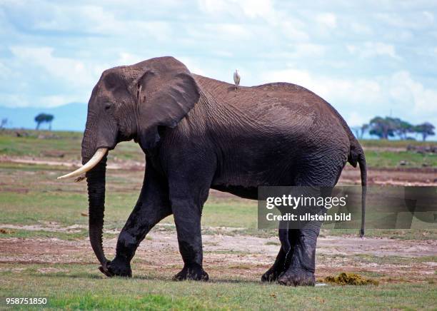 Afrikanischer Elefantenbulle mit schoenen Stosszaehnen, von einem Kuhreiher begleitet, wandert durch die trockene Savanne des Amboseli Nationalparks...