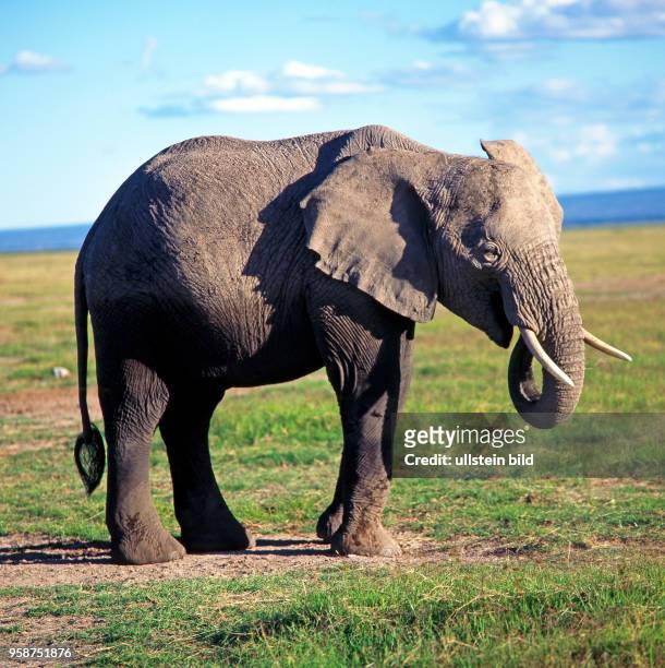 Junger Afrikanischer Elefantenbulle mit schoenen Stosszaehnen, von einem Kuhreiher begleitet, wandert grasend durch die trockene Grassavanne des...