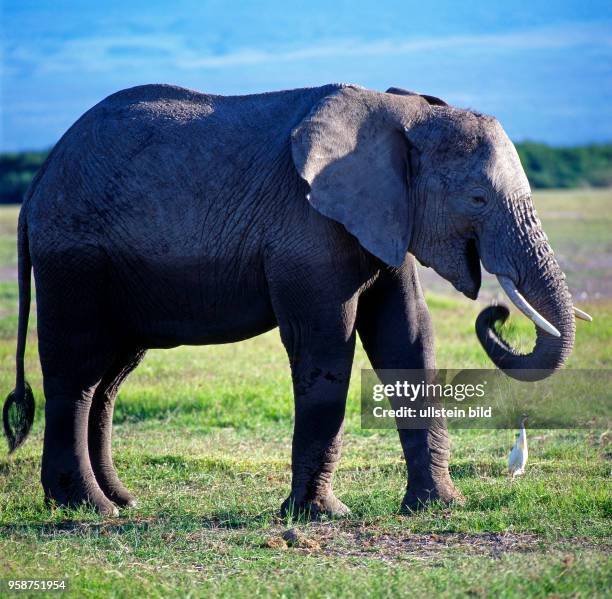 Junger Afrikanischer Elefantenbulle mit schoenen Stosszaehnen, von einem Kuhreiher begleitet, wandert grasend durch die trockene Grassavanne des...