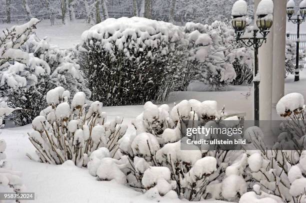 Tief verschneit sind die Stauden und Gehoelze im winterlichen Garten, vorn Hortensienstraeucher, dahinter Kerria und Spiraeenbusche, auch im...