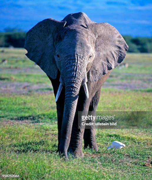 Junger Afrikanischer Elefantenbulle mit schoenen Stosszaehnen, von einem Kuhreiher begleitet, wandert grasend durch die trockene Grassavanne des...