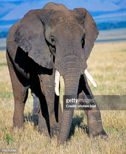 Afrikanischer Elefantenbulle mit schoenen Stosszaehnen in Hochzeitsstimmung im trockenen Savannengras der Masai Mara in Suedkenia