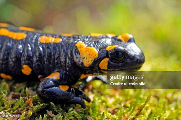 Feuersalamander Salamandra salamandra unterwegs auf Nahrungssuche. Der populaere Schwanzlurch ist bedroht und steht unter Artenschutz, seine Feinde...