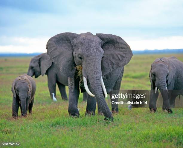 Eine Herde Afrikanischer Elefanten, auch Steppenelefanten, zieht morgens grasend durch die Savanne des Amboseli Nationalparks, begleitet von...