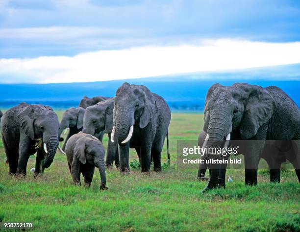 Eine Herde Afrikanischer Elefanten, auch Steppenelefanten, zieht morgens grasend durch die Savanne des Amboseli Nationalparks, begleitet von...
