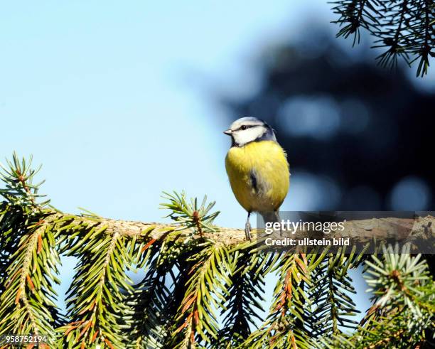 Blaumeise unterwegs auf Nahrungssuche sitzt auf einem Fichtenzweig im Nadelwald