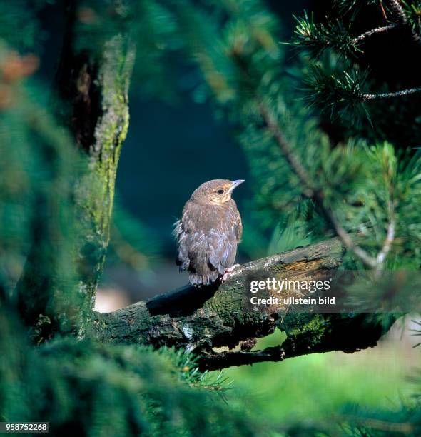 Junge fluegge Amsel sitzt auf einem Ast und wartet auf die futterbringenden Eltern