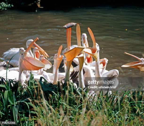 Rosapelikane recken hungrig ihre langen Kescherschnaebel empor in Erwartung einer Fischmahlzeit. Pelikane sind die groessten unter den Ruderfuesslern.