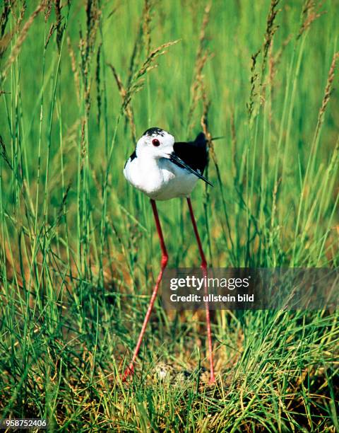 Stelzenlaeufer, ein Stelzvogel mit ueberlangen Beinen, steht ueber seinem Gelege in naturbelassener Feuchtwiese in Ufernaehe. Seine langen Staender...