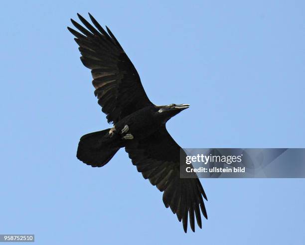 Kolkrabe fliegend unterwegs auf Nahrungssuche, Flugbild mit typisch keilfoermigem Schwanz