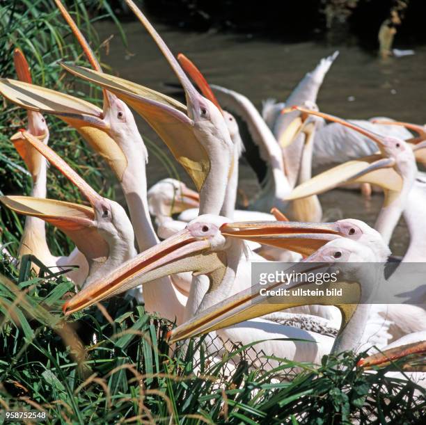 Rosapelikane recken hungrig ihre langen Keschschnaebel empor in Erwartung einer Fischmahlzeit. Pelikane sind die groessten unter den Ruderfuesslern.