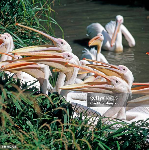Rosapelikane recken hungrig ihre langen Keschschnaebel vor in Erwartung einer Fischmahlzeit. Pelikane sind die groessten unter den Ruderfuesslern.