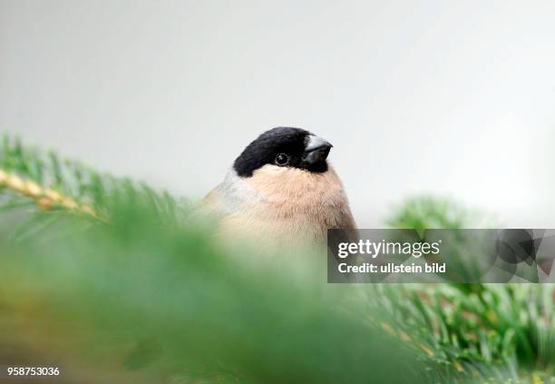 Gimpelweibchen, auch Dompfaff, auf unterwegs Nahrungssuche im Nadelwald