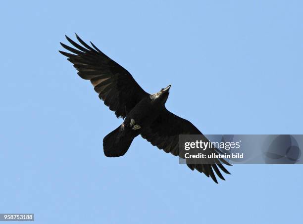 Kolkrabe fliegend unterwegs auf Nahrungssuche, Flugbild mit typisch keilfoermigem Schwanz