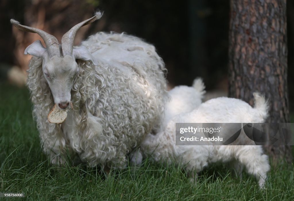 Animals' lives in Turkey's Bursa