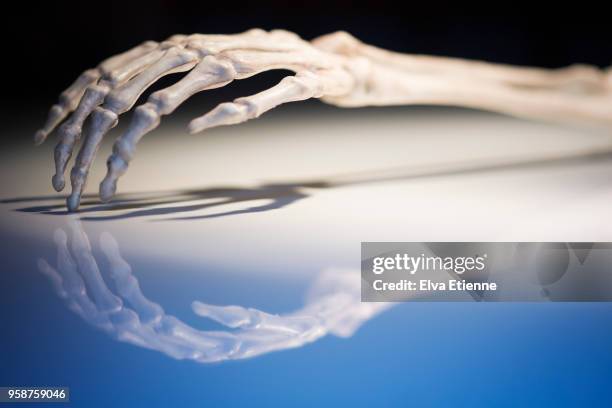 the hand and forearm of a replica skeleton, spot lit with shadow and reflection falling across a desk - skelett hand stock-fotos und bilder