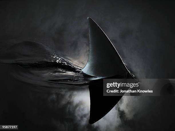 an image of a shark fin against moon lit sky - pinna animale foto e immagini stock