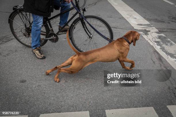 Deutschland Germany Berlin Ein Hund , unterwegs mit seinem fahrradfahrenden Besitzer,dehnt sich an einer Ampel.