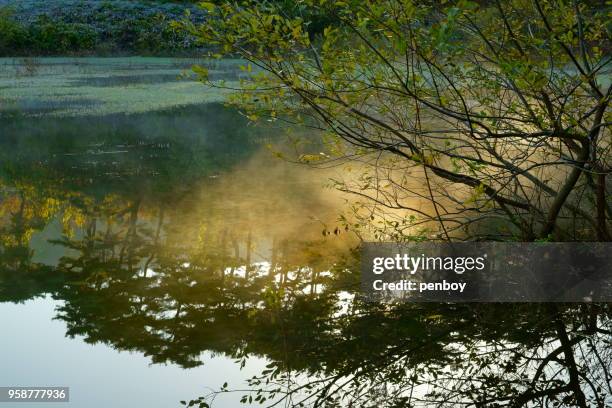 the reflection in the morning - província de chungcheong do sul imagens e fotografias de stock