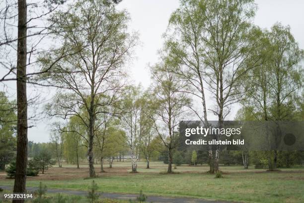 Heide- und Waldlandschaft auf dem Gelände des ehemaligen Konzentrationslagers Bergen-Belsen im Frühling,