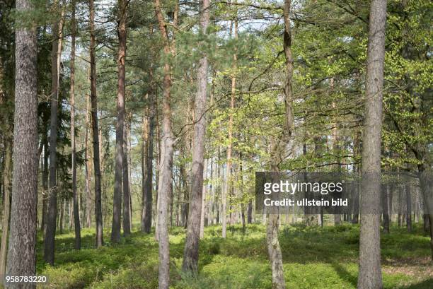 Heide- und Waldlandschaft auf dem Gelände des ehemaligen Konzentrationslagers Bergen-Belsen im Frühling,