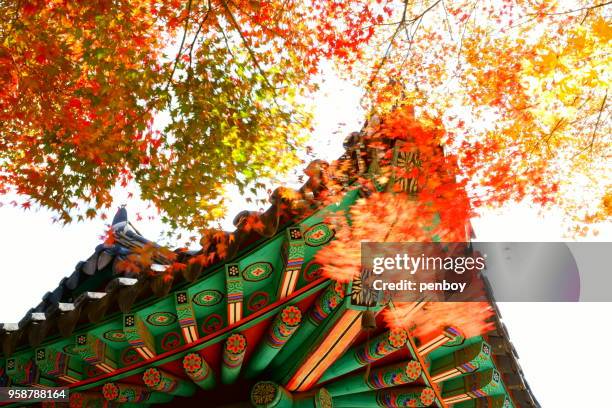 maple of the temple - província de chungcheong do sul imagens e fotografias de stock