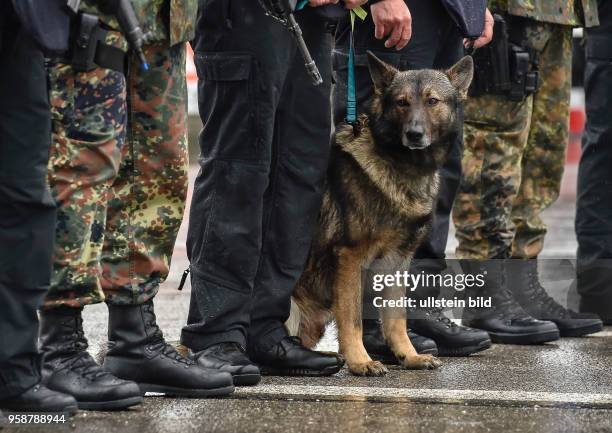 Ein Polizei Spuerhund steht zwischen Diensthosen und Stiefel von Polizisten und Soldaten bei einer gemeinsamer Vorfuehrung von Kraeften der Polizei...