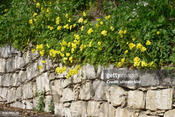 Mauer, Blumen, Mazzaro, Taormina, Sizilien, Italien
