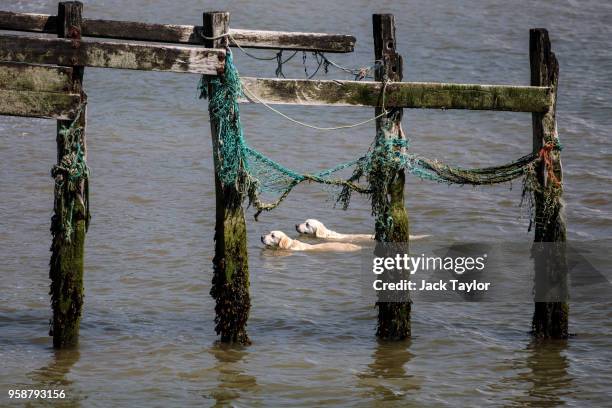 Two dogs swim through the sea by Seven Sisters on May 15, 2018 in Seaford, England. Situated within the South Downs National Park, Seven Sisters is...