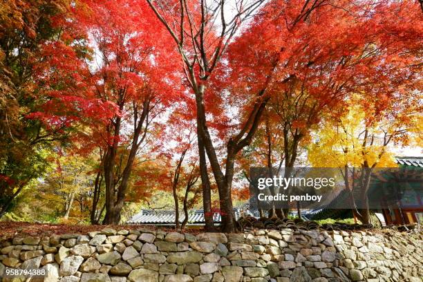the maple in autumn - província de chungcheong do sul imagens e fotografias de stock