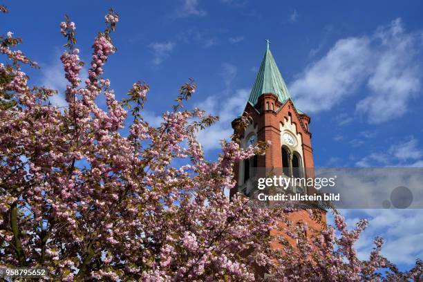 Kirche Maria Meeresstern, Baumbluete, Werder / Havel, Brandenburg, Deutschland