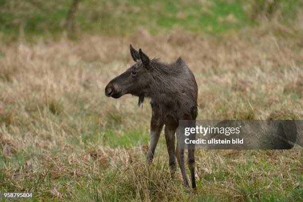 Elch , Wildpark Schorfheide, Gross Schoenebeck, Brandenburg, Deutschland