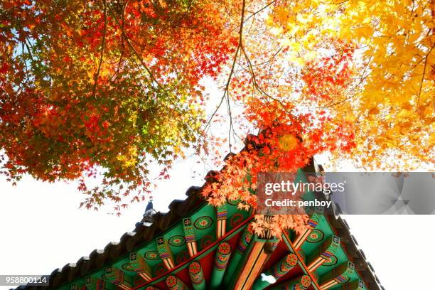 the maple in the temple - província de chungcheong do sul imagens e fotografias de stock