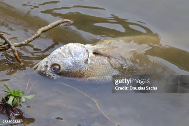 decaying fish on the shore - tot stock-fotos und bilder