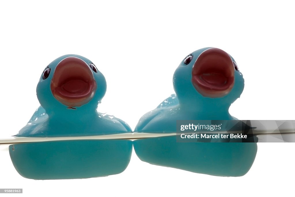 Floating ducks