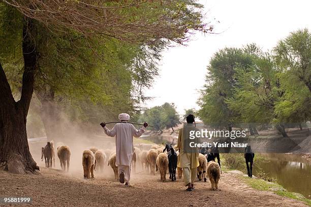 shepherd in cholistan - bahawalpur - fotografias e filmes do acervo