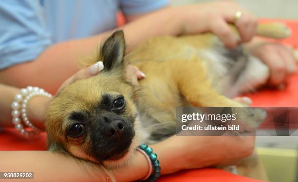 Veterinary, dog, Miesbach, Germany