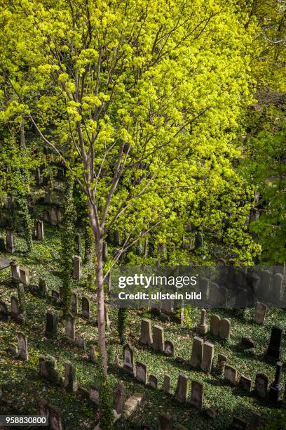 Jüdischer Friedhof Schönhauser Allee. Blick vom Dach des Hauses Schönhauser Allee 22, dem Sitz des ehemaligen jüdischen Altersheims.