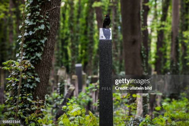 Discher Friedhof SchÃ¶nhauser Allee. Amsel auf einem Grabstein.